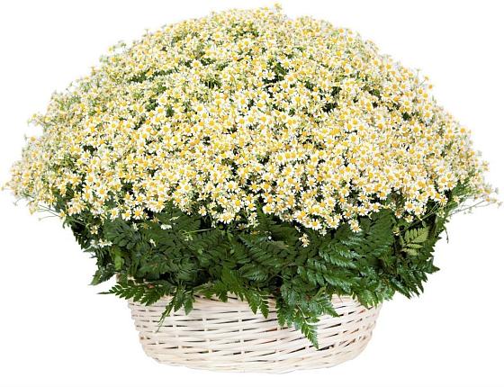 Цветочная композиция из Ромашки в корзине в Новом Карачае